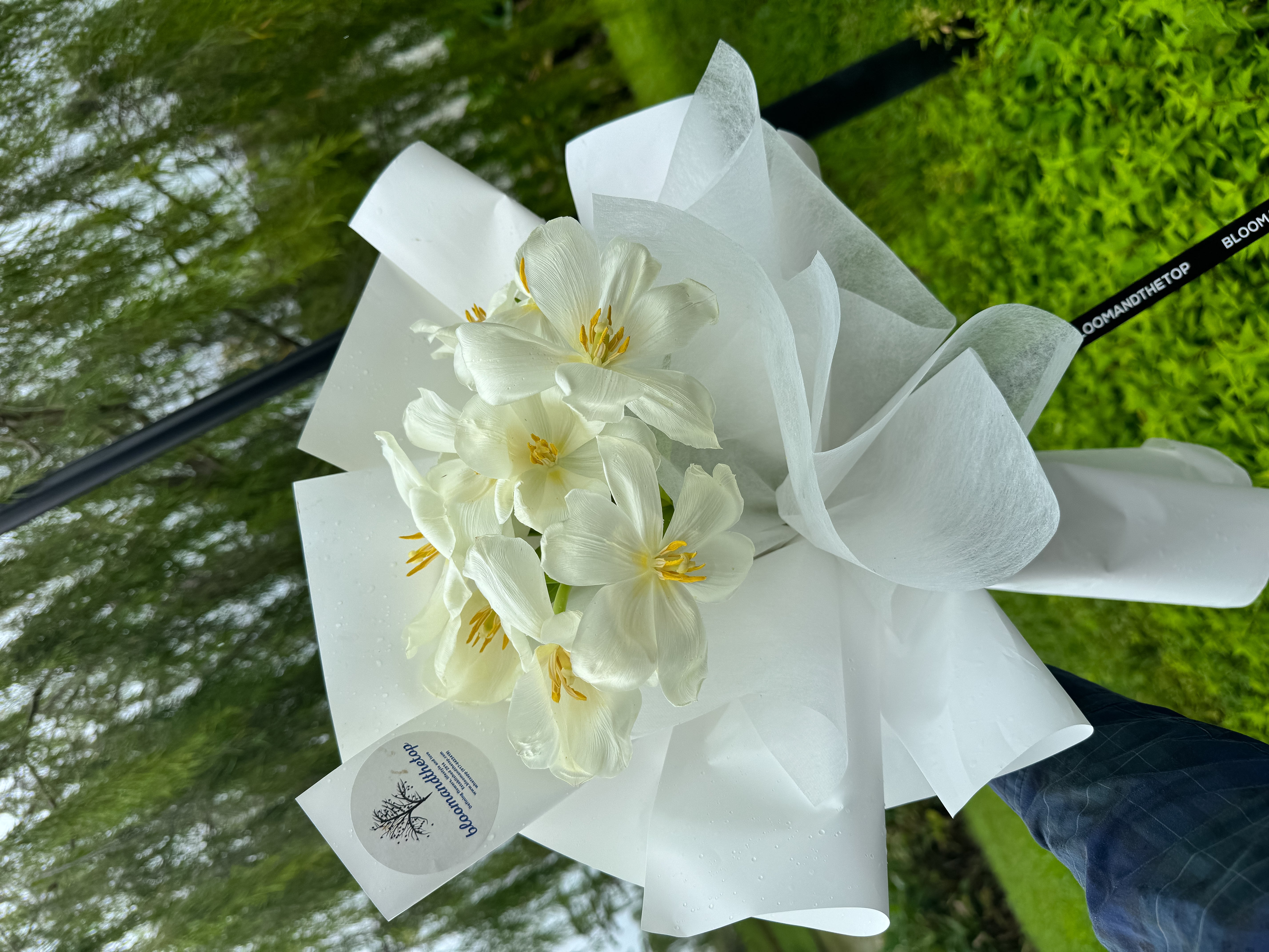 WHITE TULIPS