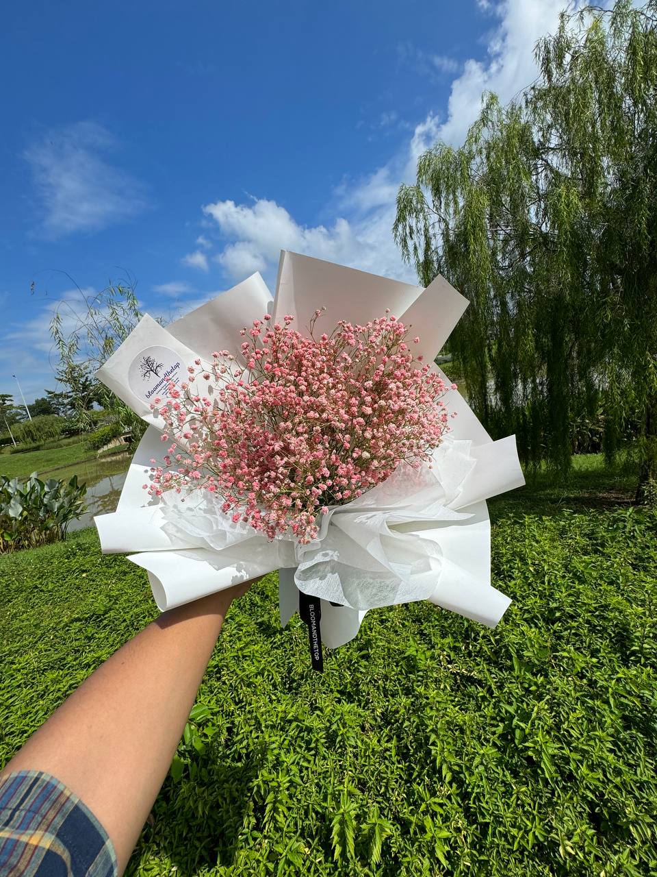 PINK BABY'S BREATH