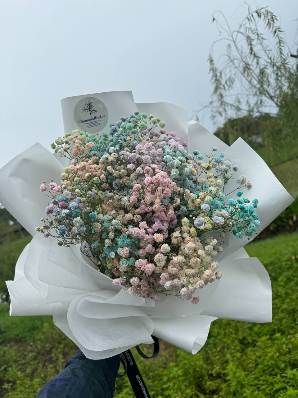 RAINBOW BABY'S BREATH