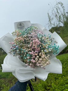 RAINBOW BABY'S BREATH