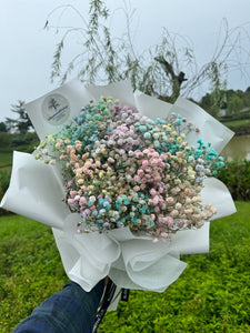 RAINBOW BABY'S BREATH