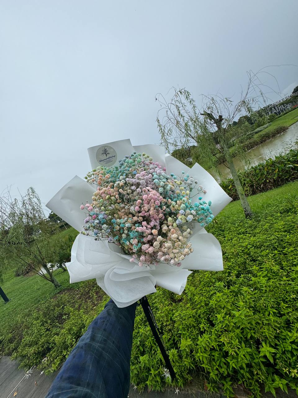 RAINBOW BABY'S BREATH