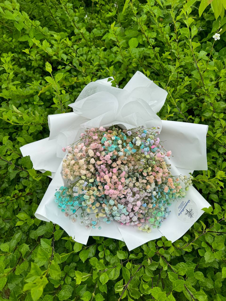RAINBOW BABY'S BREATH
